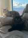 Kitties
