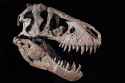 221109115441-01-maximus-t-rex-skull-auction