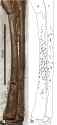 Ornithomimus &#039;feather marks&#039; look fake