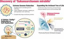 Sukunaarchaeum-Mirabile-1751350933-0-0