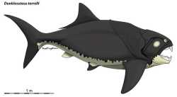 dunkleosteus