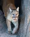 CMM_MountainLion