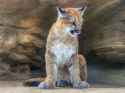 1611916566.pardonightwalker_20201231_cougar-cub_p1030251_web