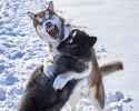 huskies playing