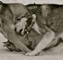 notwolves