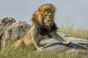 0_CATERS_MODEL_LION_01