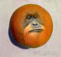 orangeutan.jpg