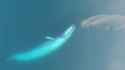 170421-blue-whale-eating-krill-drone-vin_DEdemux1_0.jpg