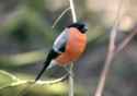 Bullfinch_at_Pennington_Flash.jpg