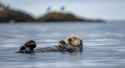 serene-sea-otter-floating-in-tranquil-waters-of-a-misty-bay-photo.jpg