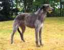 ScottishDeerhound_MaryBloom[1].jpg