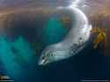 Leopard seal.jpg