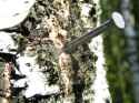 Nail_in_a_tree.jpg