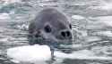 Leopard-Seal_Antarctica-1024x597.jpg