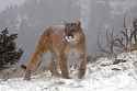 cougar-in-heavy-snow-jenny-hibbert.jpg