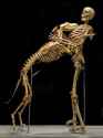 72752cb1992f2fcea2c8412d34f6a9a2--dog-skeleton-skeleton-anatomy.jpg