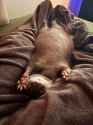 1.52 MB