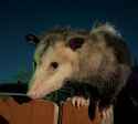 516 KB