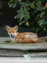 3.79 MB