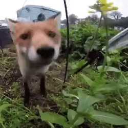 /fox/ - Fox General