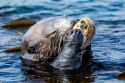 1.1 MB