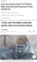 Safe &amp; Effective - Little Joe the Saint Louis Zoo gorilla dies from a heart attack - COVID-19 Vaccine Vaxx Jab Deaths Die-Off