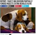 Report- Fauci&#039;s NIH Division Partially Funded Insects Eating Beagles Alive 10-24-2021 4-14-22 PM