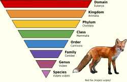 1280px-Taxonomic_Rank_Graph.svg