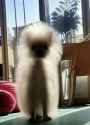 fluff