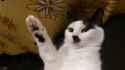 meow-furryer-catolf-kitler-v0-o1ftz961unua1