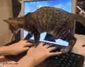 What.the.cat...............