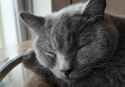 harus.cat.6................