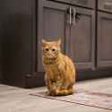 cat.ORANGE.......