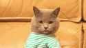 CATSHIT.POST..