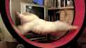 cat.rings....