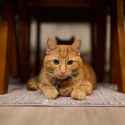 cat.44