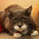 cat.9866...............