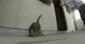 cat...........SH