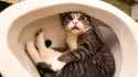 toilet.cat................