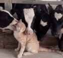 COW.CAT.AWWWWWWW....
