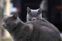 cat.k7