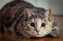 CAT.16.........................