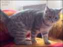 got.it.cat............