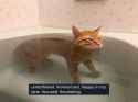 catsoak