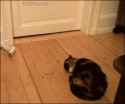 cat.be.gone...