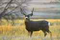 DeerBuck6X5MiddlefingerprofilefullbodySmall021420G.jpg