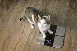 Cute-tabby-cat-on-a-digital-weighing-scale_Lightspruch_Shutterstock[1]