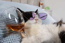 cute-cat-sunglasses-glass-alcohol-600nw-2024303453[1]