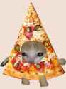 pizza cat