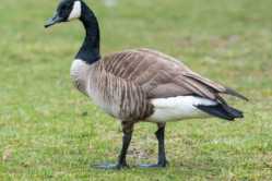 goose